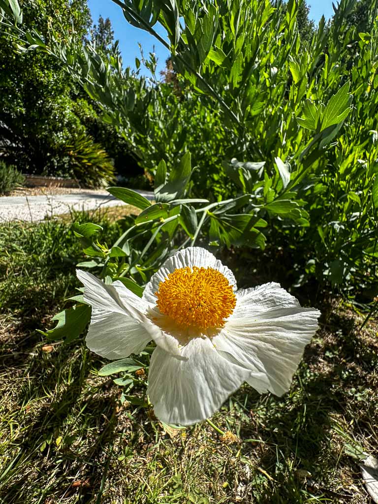roma-orto-botanico