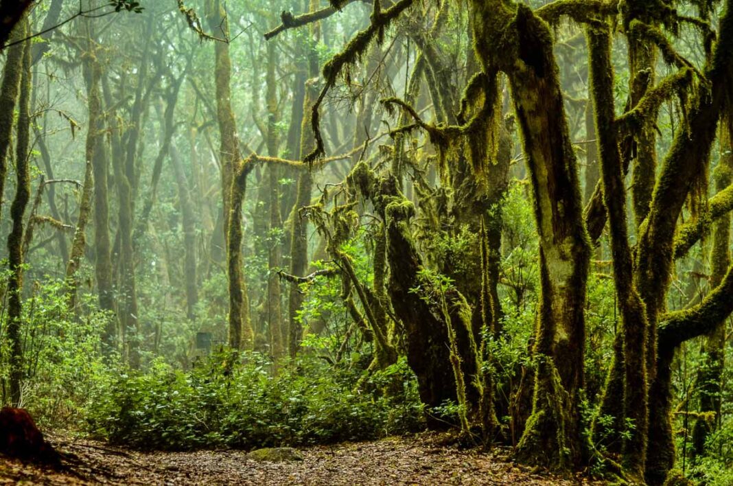 La Gomera l'interno del Parco Nazionale Garajonay con la foresta avvolta dalla nebbia