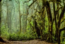 La Gomera: trekking e natura sulle orme dei gomeros La Gomera l'interno del Parco Nazionale Garajonay con la foresta avvolta dalla nebbia