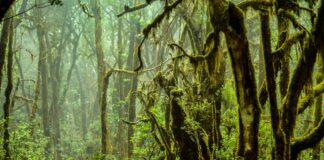 La Gomera: trekking e natura sulle orme dei gomeros La Gomera l'interno del Parco Nazionale Garajonay con la foresta avvolta dalla nebbia