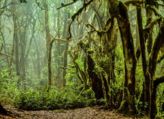 La Gomera: trekking e natura sulle orme dei gomeros La Gomera l'interno del Parco Nazionale Garajonay con la foresta avvolta dalla nebbia