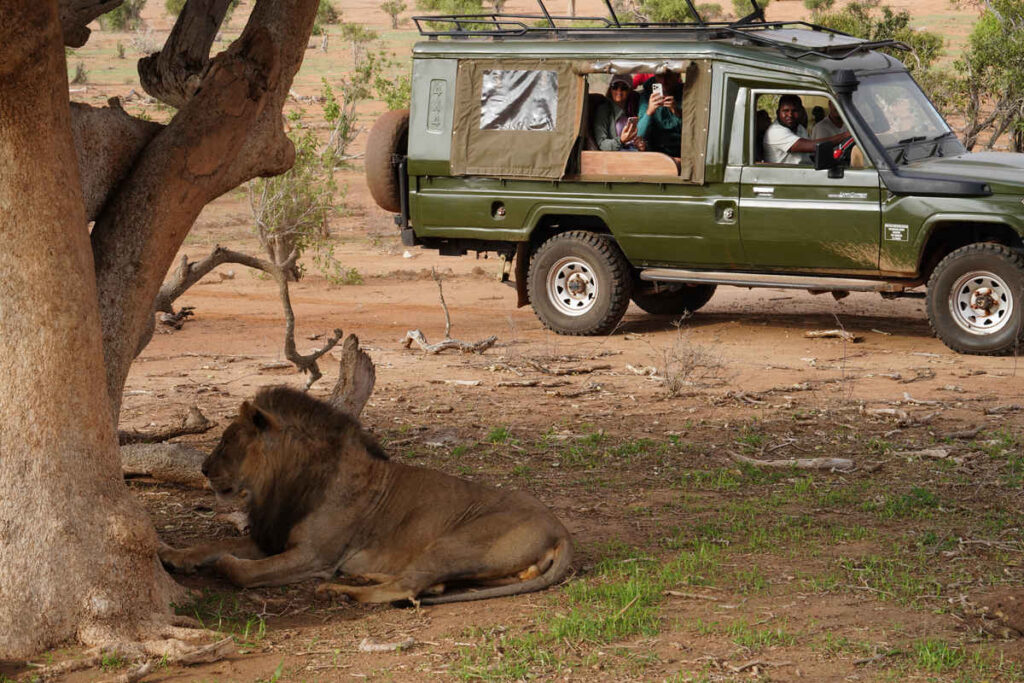 Un leone nel parco di Tsavo, Kenya