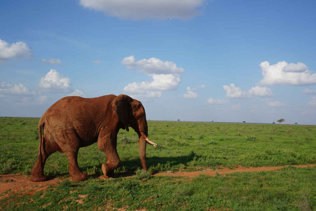Un elefante nel parco di Tsavo in Kenya