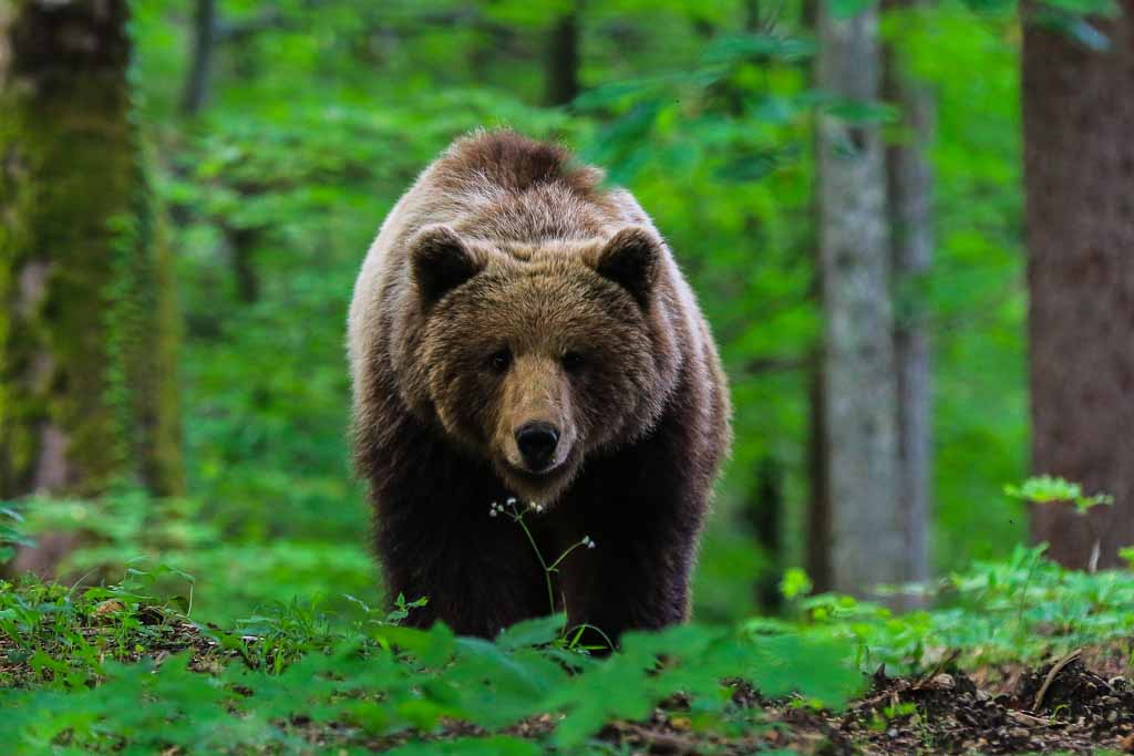 slovenia-orso-foresta-Kocevsko