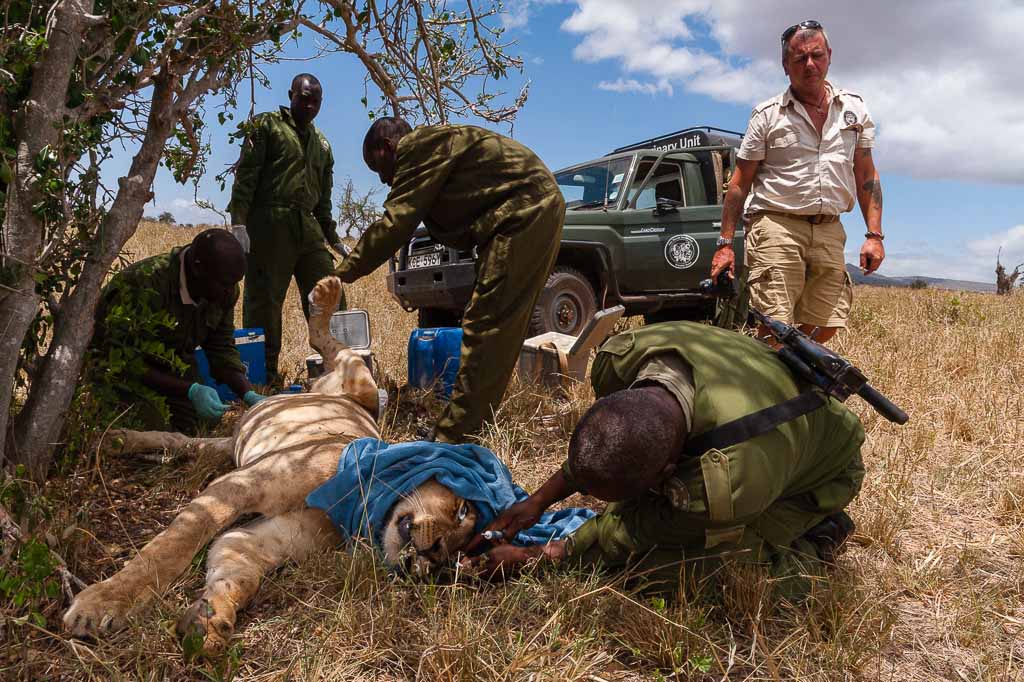 leone-veterinario-tsavo-kenya