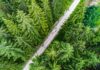 Slovenia, anima green slovenia-foresta-KOCEVSKO