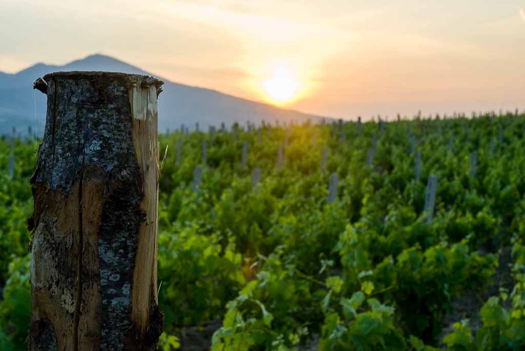 basilicato-vigneti-aglianico