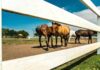 Texas: on the road tra cavalli e cowboy texas-cavalli-ranch