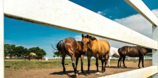 Texas: on the road tra cavalli e cowboy texas-cavalli-ranch