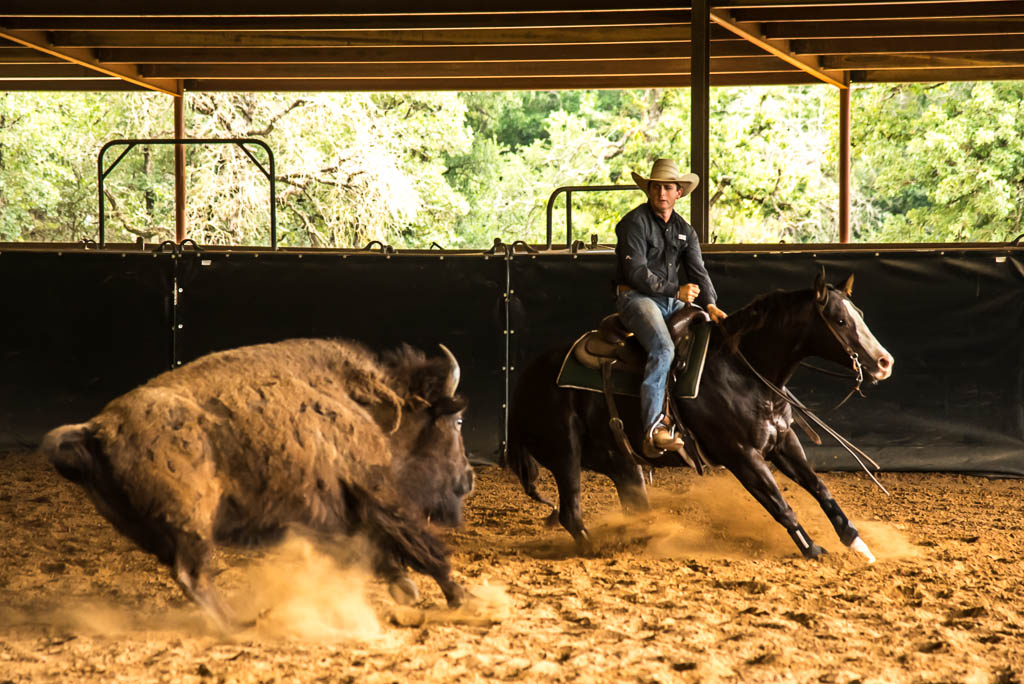 texas-cavalli-ranch-bisonte-cutting