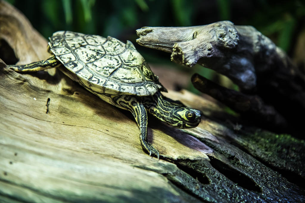 Dauphin-Island-Alabama-acquario