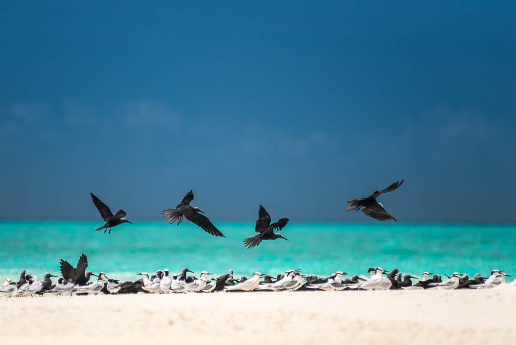 maldive-iru-veli-fauna-selvatica-uccelli-marini