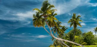 Seychelles: Desroches, la casa delle tartarughe Seychelles-Desroches-Island-spiaggia