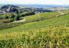 Piemonte, le colline del Monferrato accolgono l’arte contemporanea Costigliole d'Asti (AT) I vigneti attorno alla località Castelletto dove si trova la Cascina Castlet situata in una delle zone tipiche di produzione del moscato