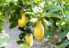 Limone sul Garda, il paese della lunga vita I-limoni-del-Garda