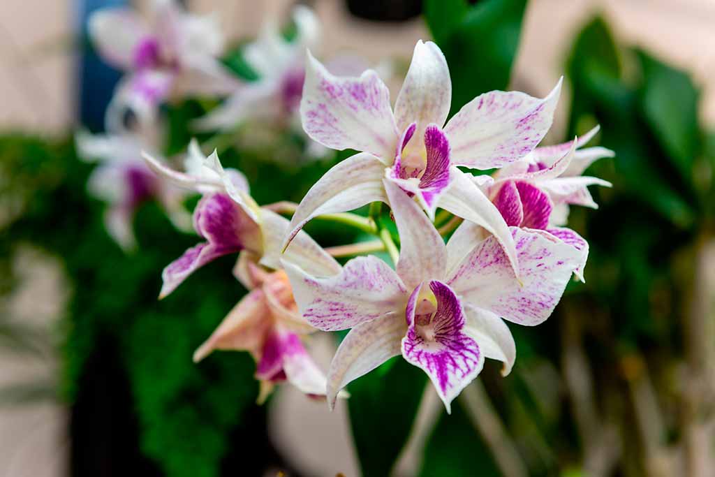 Longwood-gardens-orchidee