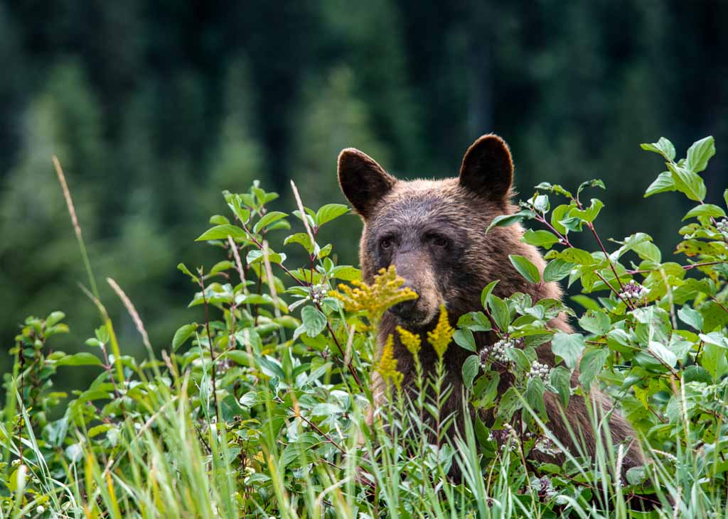 glacier-natinal-park-orso