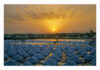 Trapani, le saline splendenti