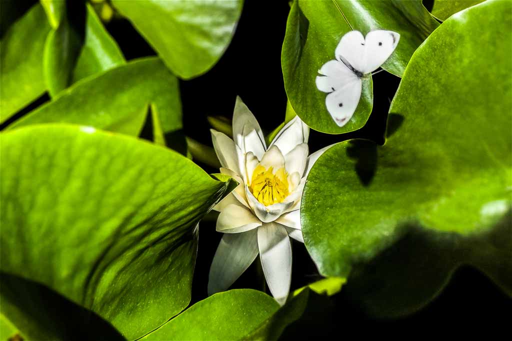 roma-orto-botanico-ninfee