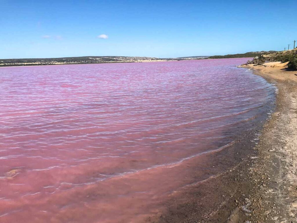 Pink lake, Australia occidentale