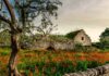 L’altra faccia del Salento salento-ruderi-e-fiori-di-campo