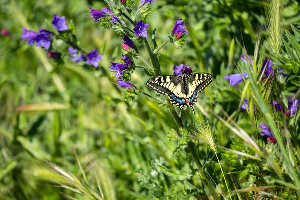 La splendida natura del Parco Regionale della Maremma - Shutterstock - @ROBERT67