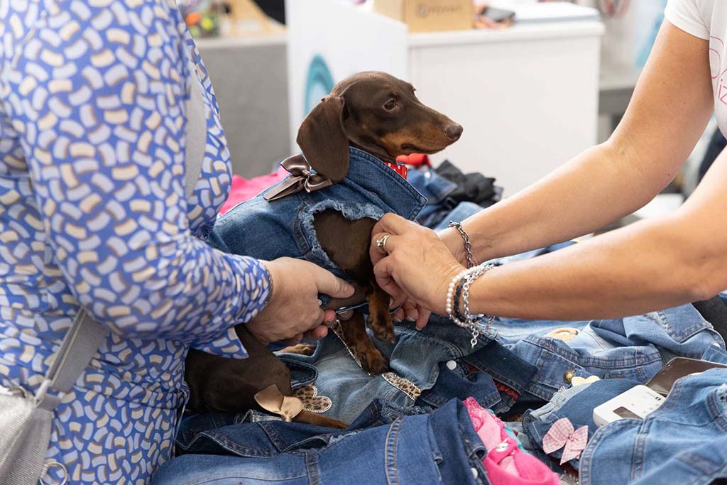 Un cane alla moda durante la Quattrozampe in fiera
