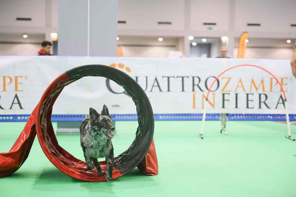 Un cane in un percorso durante la Quattrozampe in fiera