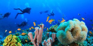 Sharm-el-sheikh-egitto-barriera-corallina-subaqueo