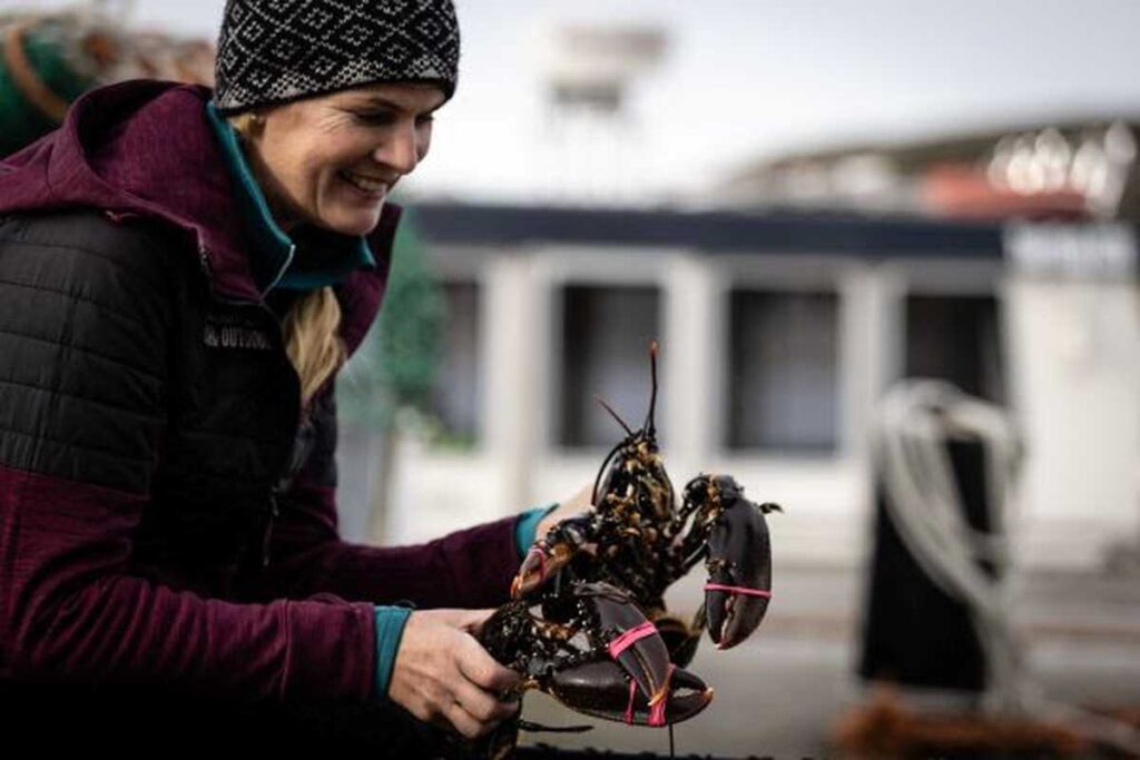 Svezia: il 21 settembre parte la pesca all'astice