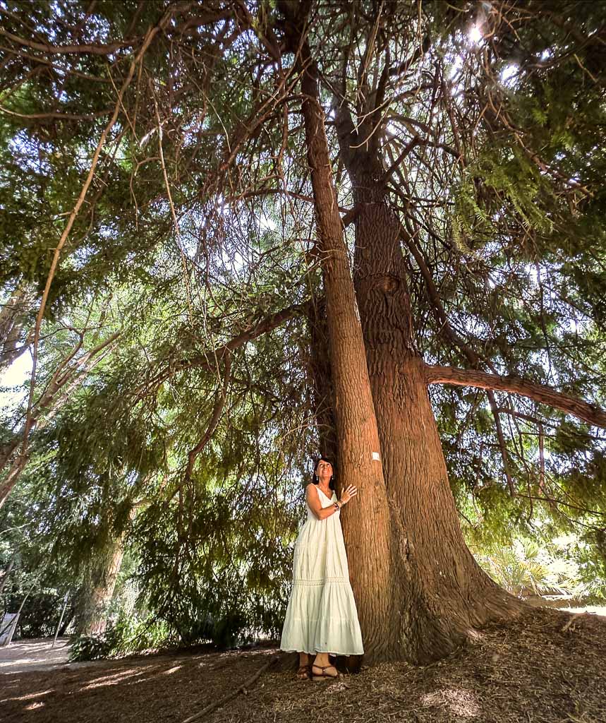 roma-orto-botanico-albero-torreya