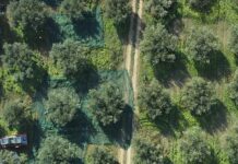 Barbera, un olio di Sicilia che profuma di storia e territorio