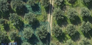 Barbera, un olio di Sicilia che profuma di storia e territorio
