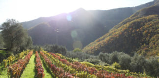 Itinerari nel bicchiere Valle Arroscia remota e sorprendente Liguria