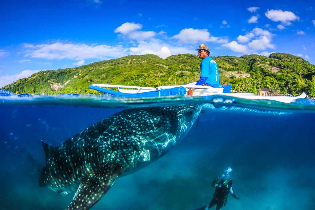 filippine-avventura-con-squalo-balena