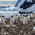 Antartide-dove-vedere-le-colonie-di-pinguini