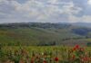 Piacenza e Malvasia: binomio vincente per percorsi enoturistici di qualità