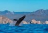 Viaggio in Baja California per vedere le balene baja-california-avvistare-balene