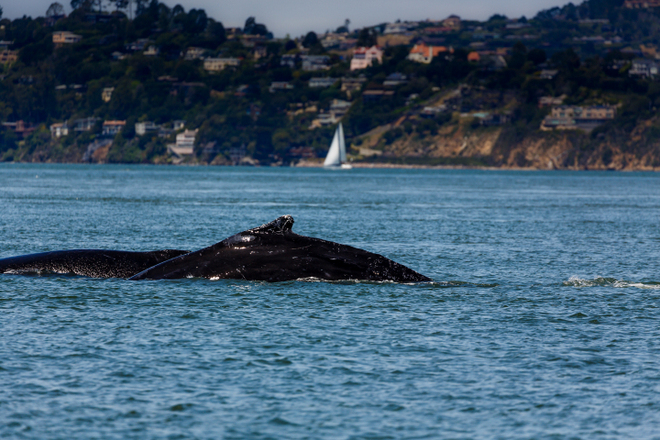 balena California