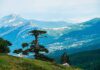 Basilicata, viaggio nel Parco Nazionale del Pollino I Pini Loricati, alberi secolari dalle forme uniche dominano i versanti del Parco nazionle del Pollino in Basilicata