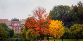 Boston: l’altra rivoluzione Il Boston Common in autunno con la nebbia del mattino