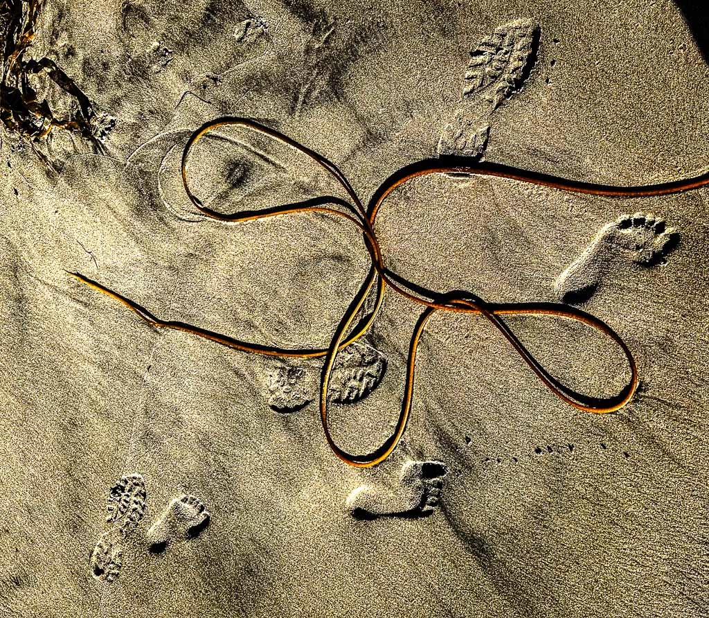california-spiaggia-kelp-alga-marina