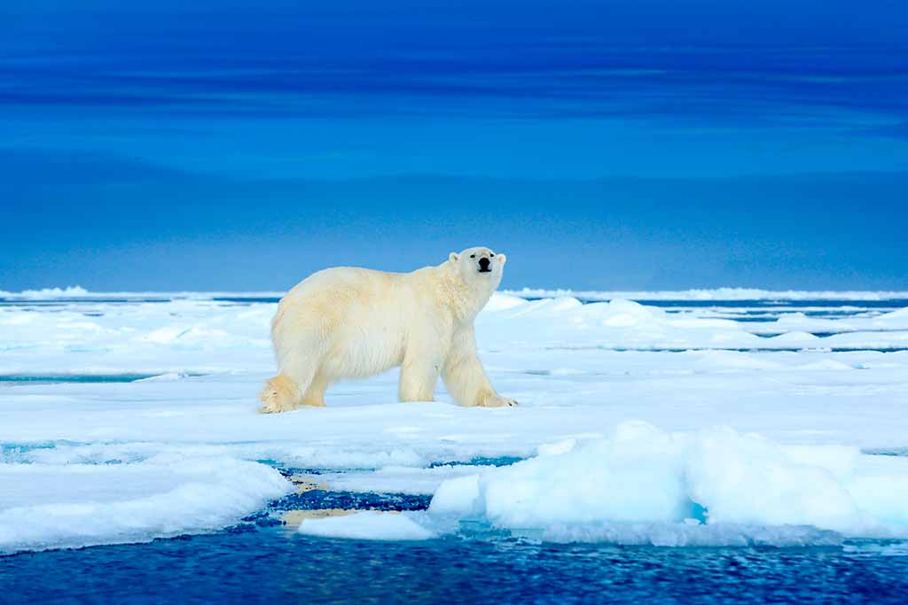 canada-manitoba-orso-polare