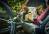 Vacanze con fido: consigli su come vivere al meglio i viaggi