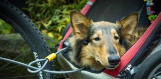 Vacanze con fido: consigli su come vivere al meglio i viaggi