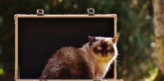 Viaggia economico con il tuo amico animale!