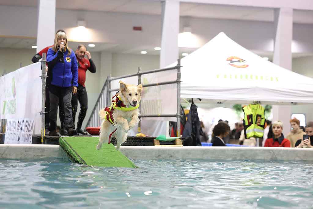 Un cane che si tuffa durante la Quattrozampe in fiera