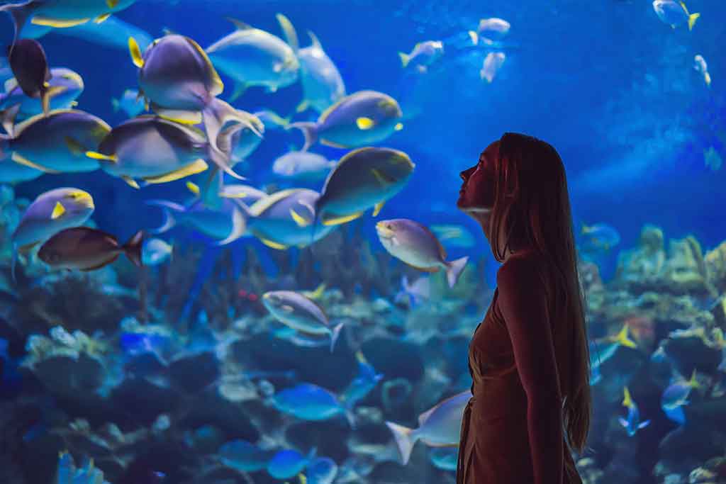 Una visita all'acquario di Dubai nel 2025