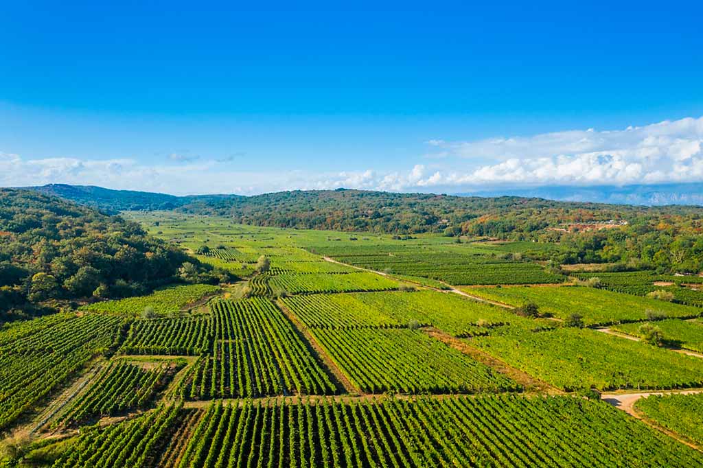 croazia-quarnero-isola-krk-veglia-vigneti