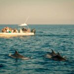 dove-vedere-balene-delfini-mediterraneo